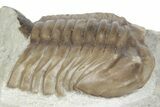 Bargain, Fossil Asaphus Expansus Trilobite - Russia #363178-3
